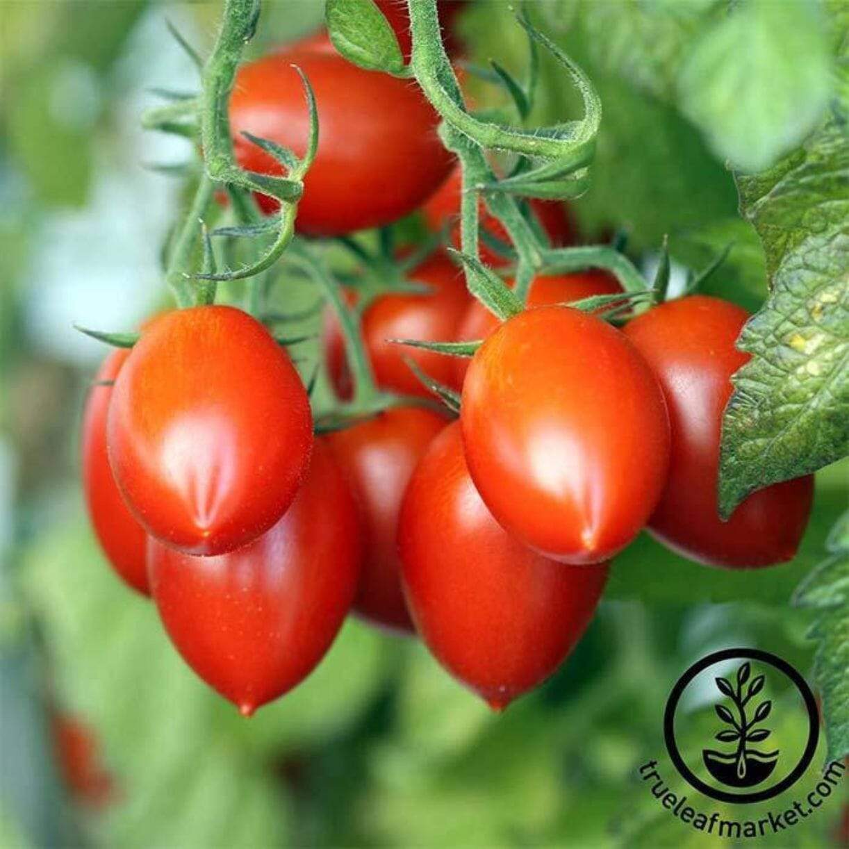 Grapette Tomato