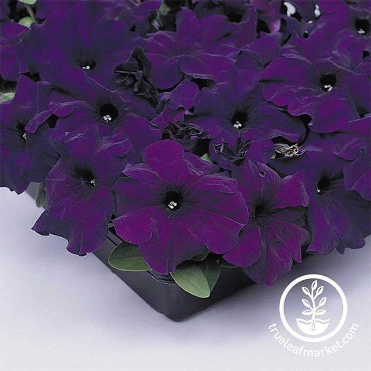 Supercascade Series Petunia