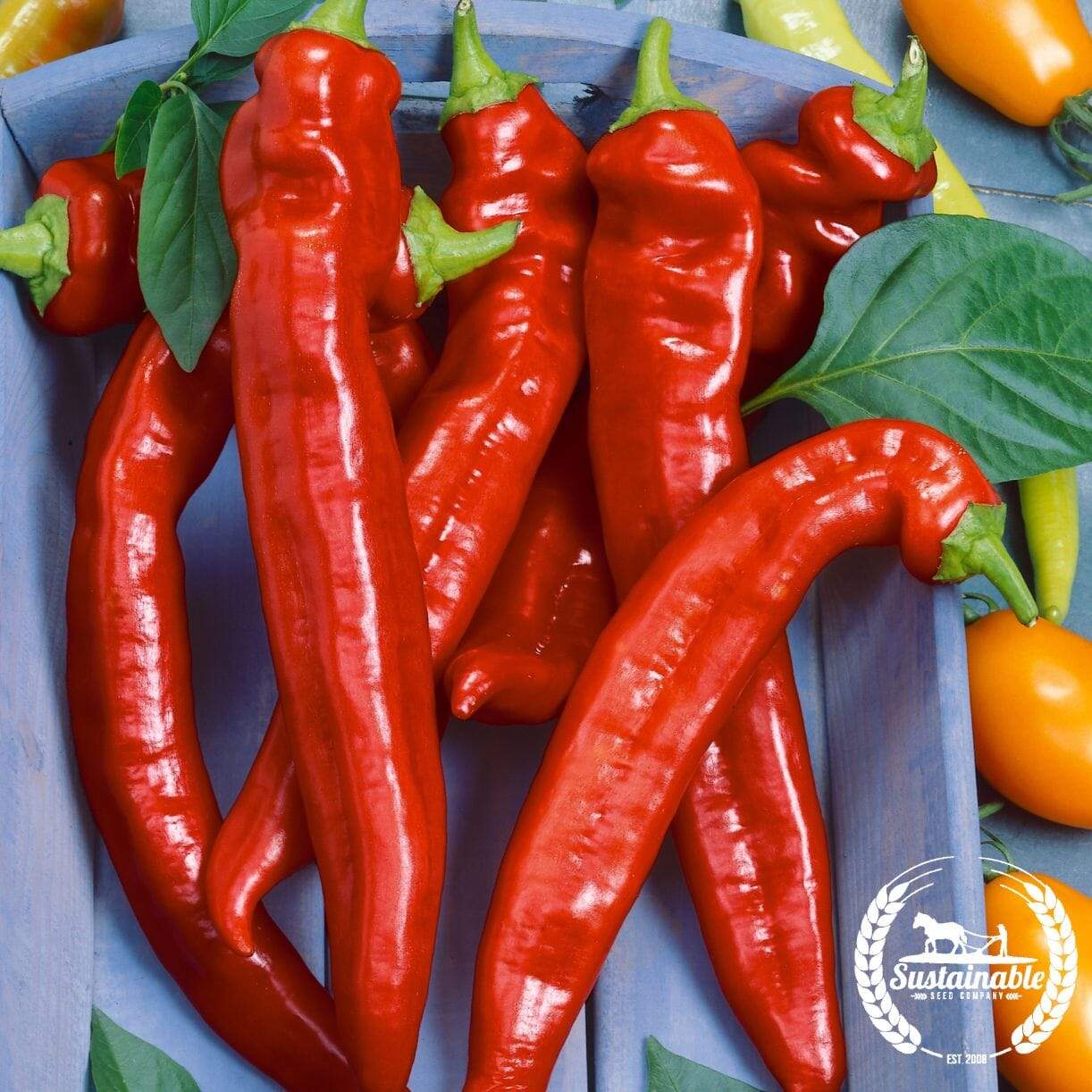 Hot Portugal Pepper