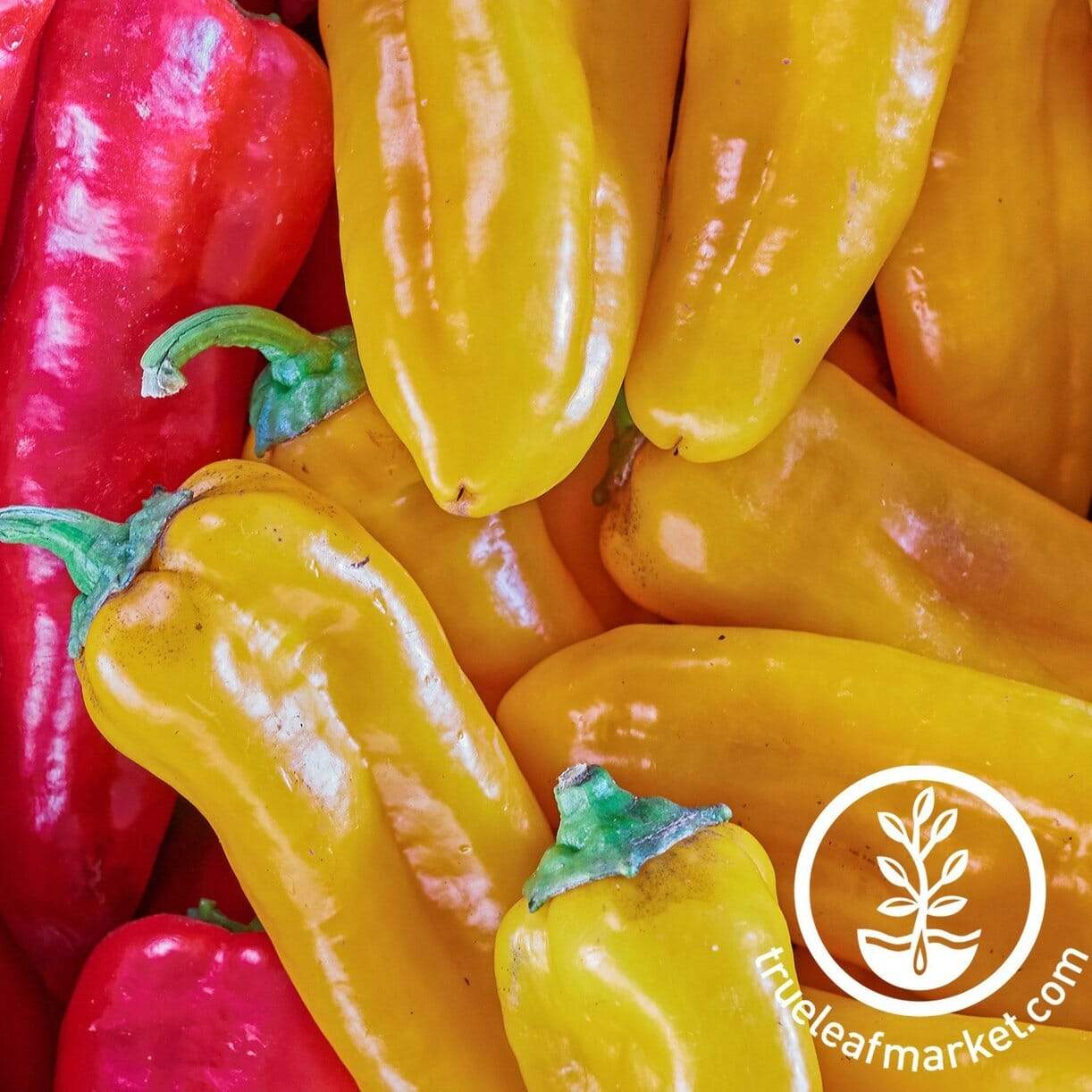 Golden Treasure Pepper