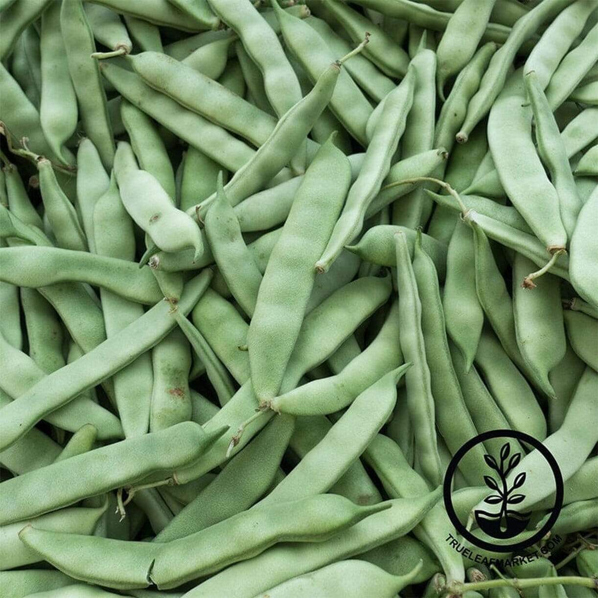 Roma Ii Bean