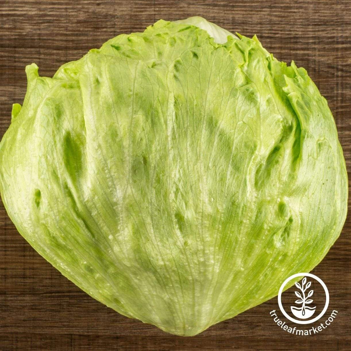Great Lakes Mesa 659 Lettuce