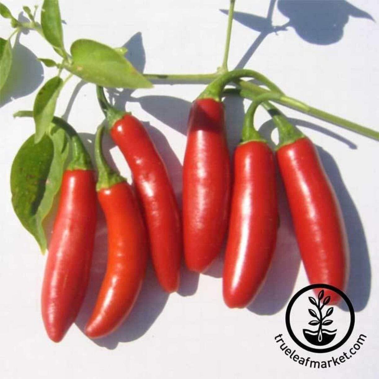 Serrano Tampiqueno Pepper