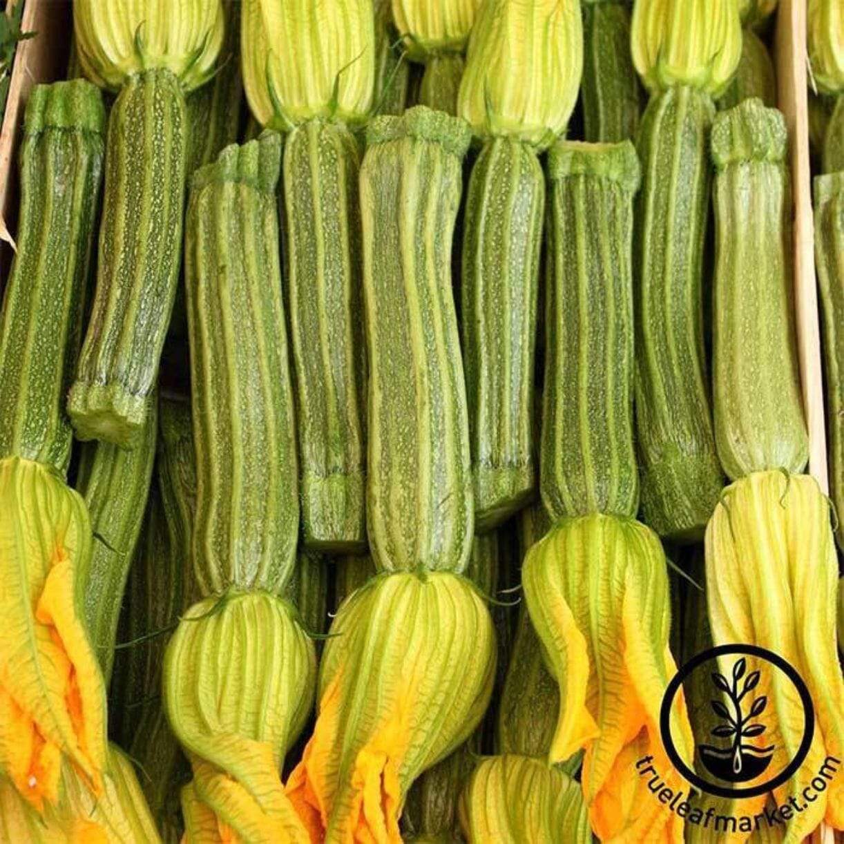 Zucchini Greyzinni Squash