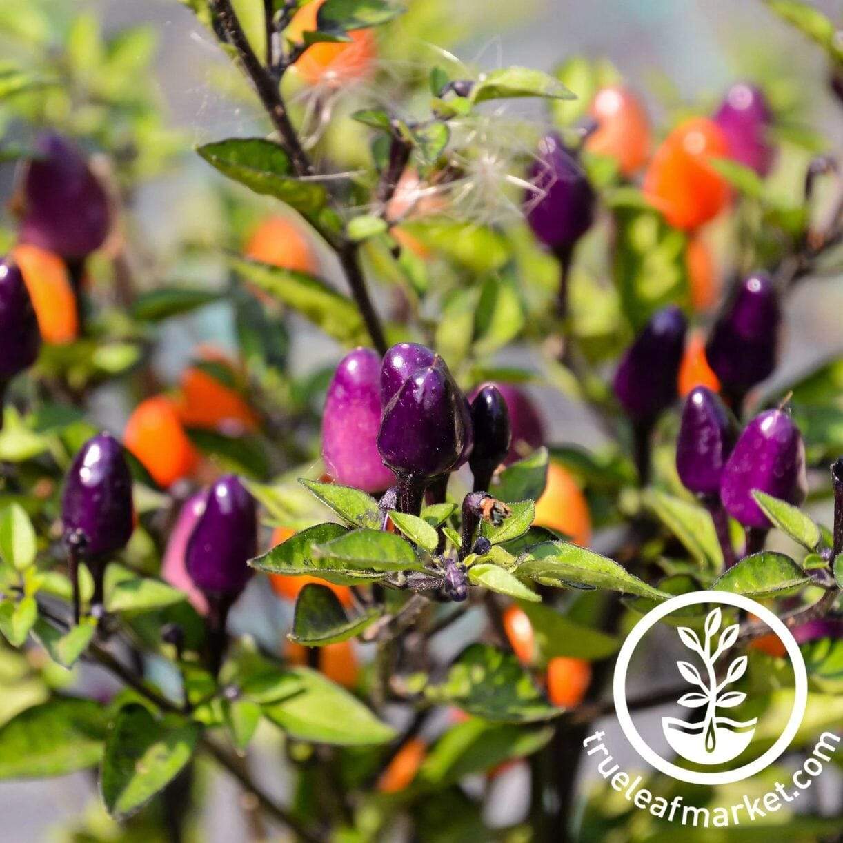 Numex Twilight Pepper