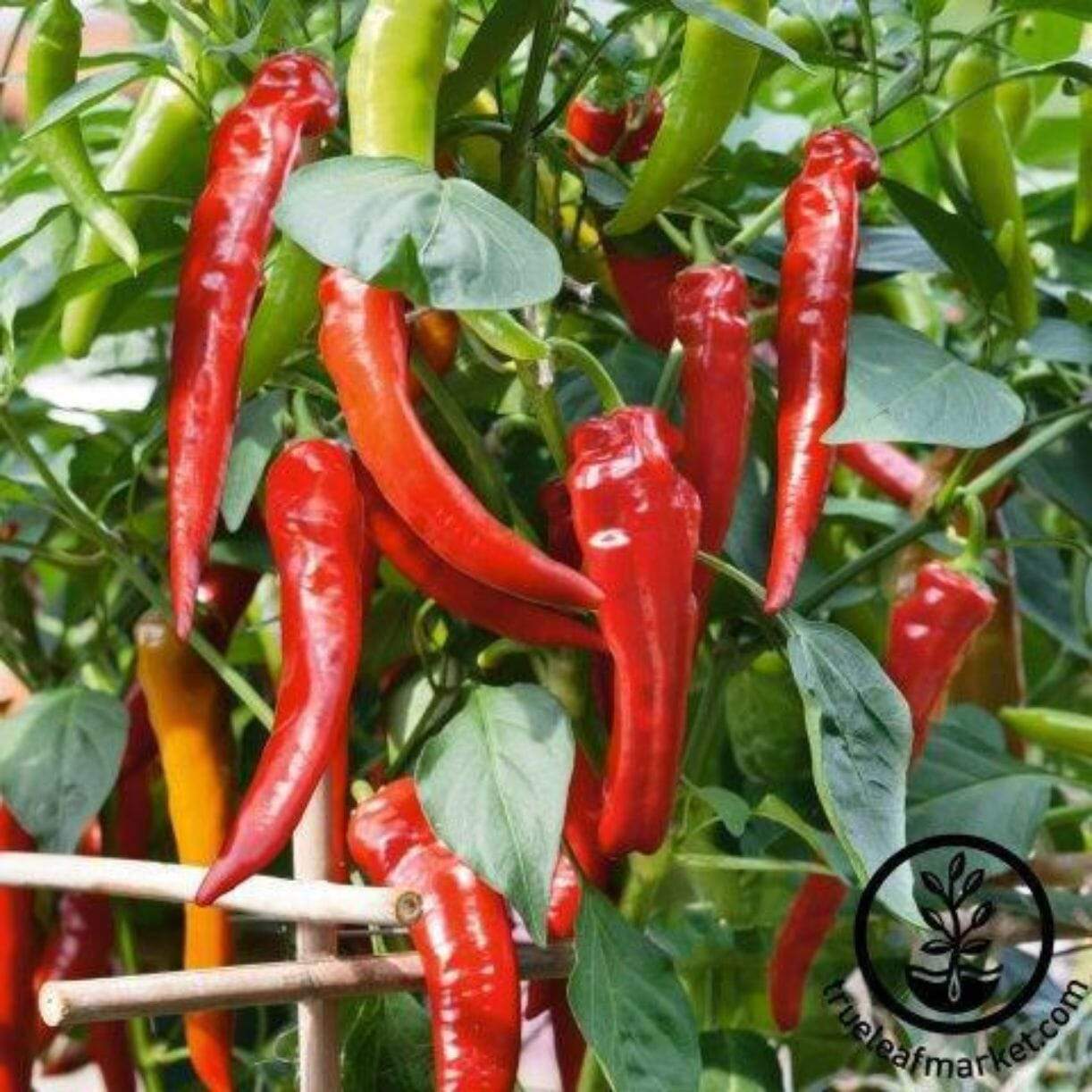 Cowhorn Hot Pepper