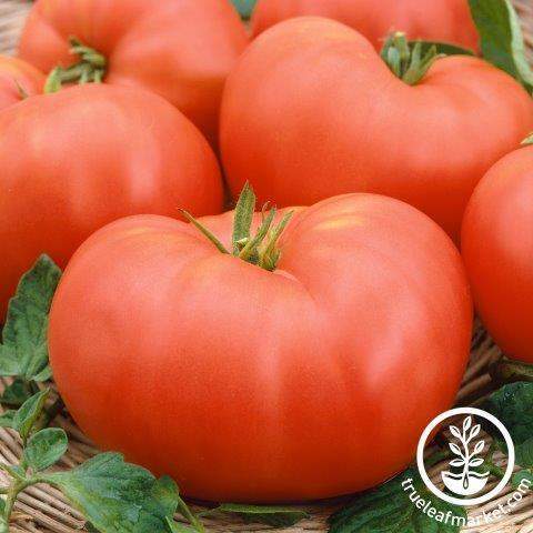 Soldacki Tomato