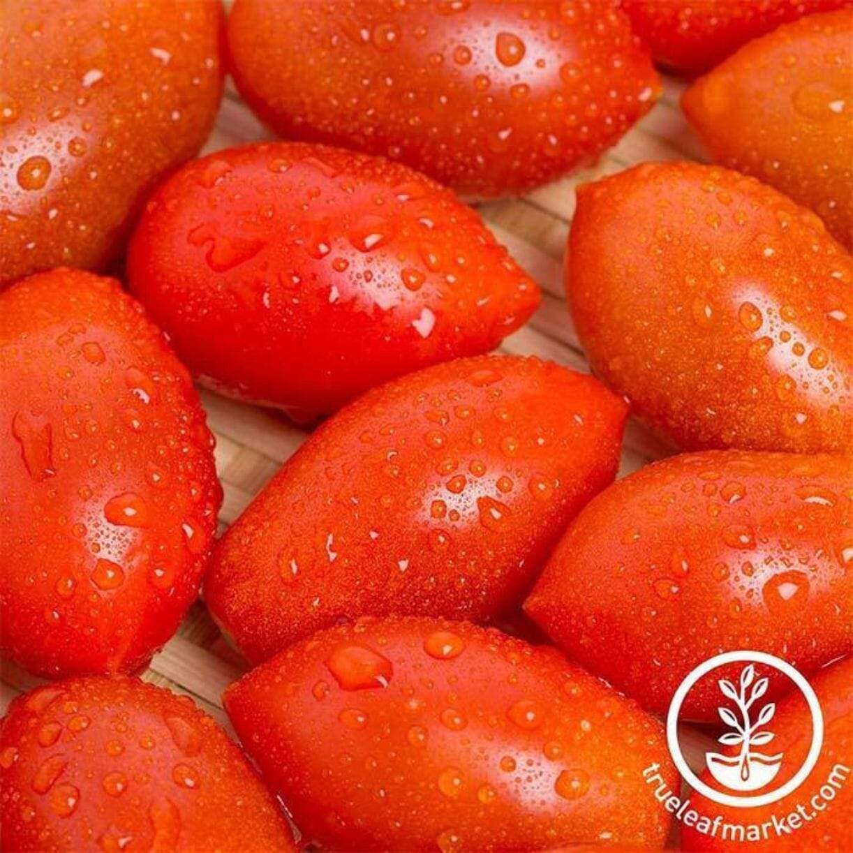 Sugary Tomato