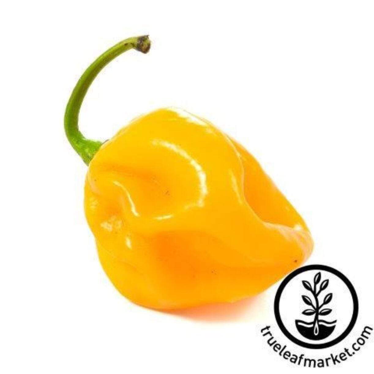 Habanero Caribbean Yellow Pepper