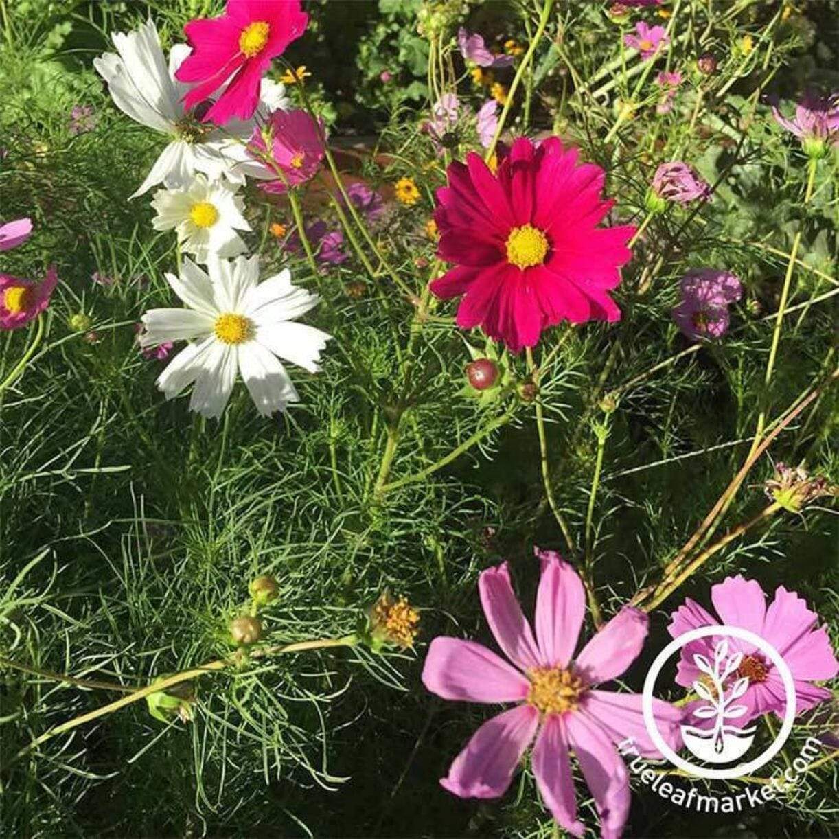 Sensation Mixture Cosmos