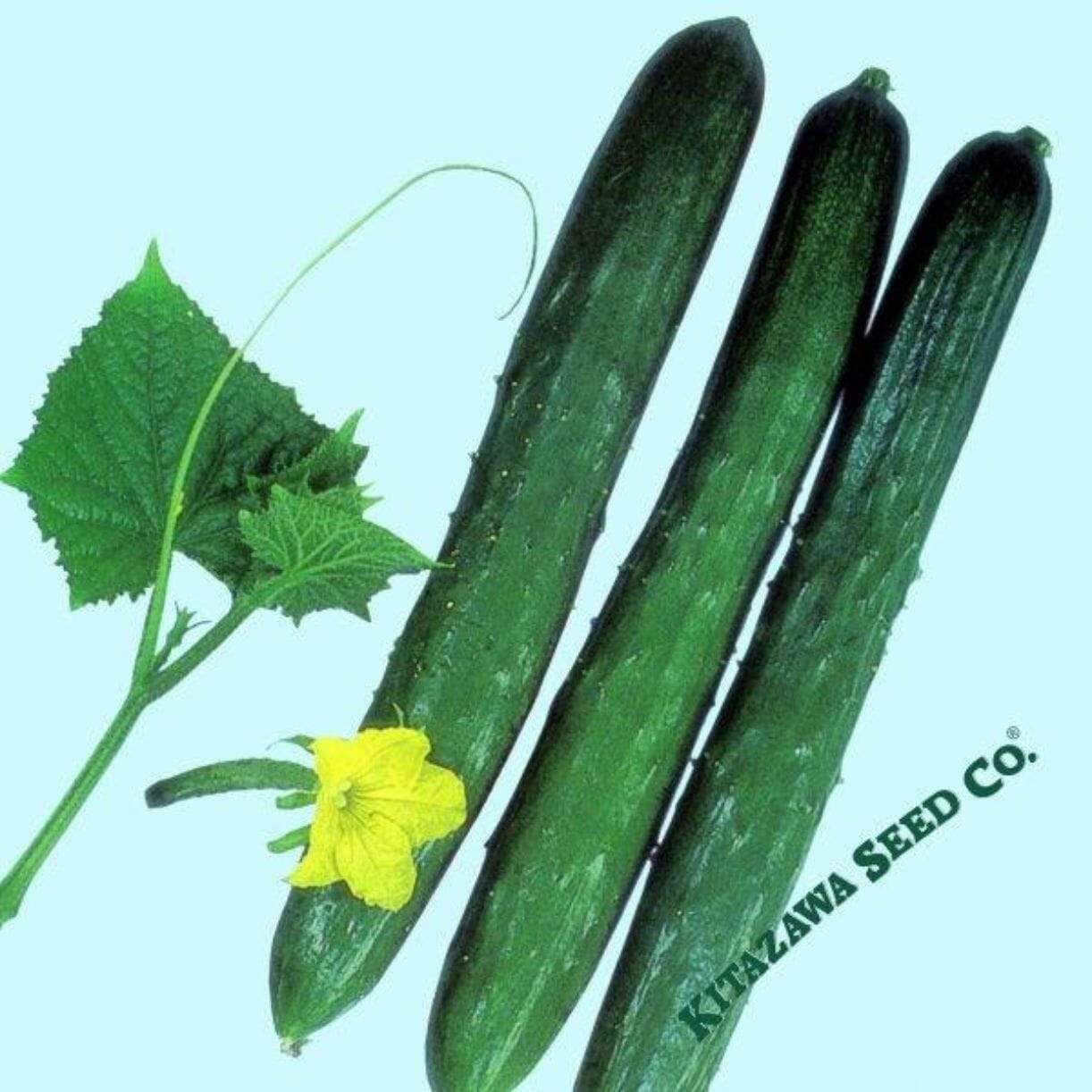Tokiwa Cucumber