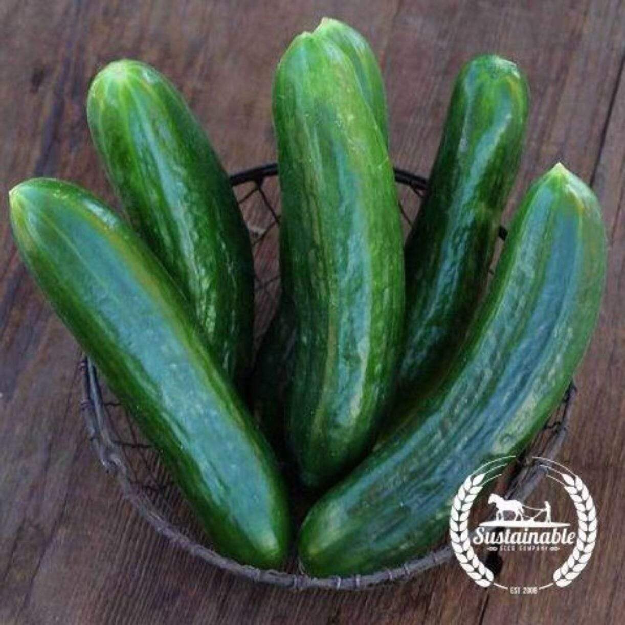 Cucumber