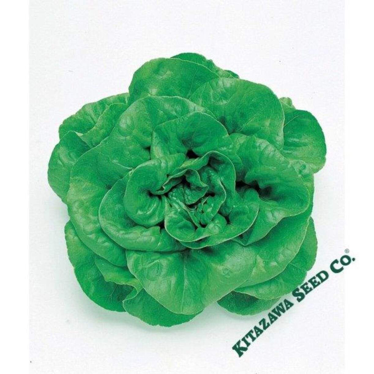 Okayama Salad Lettuce