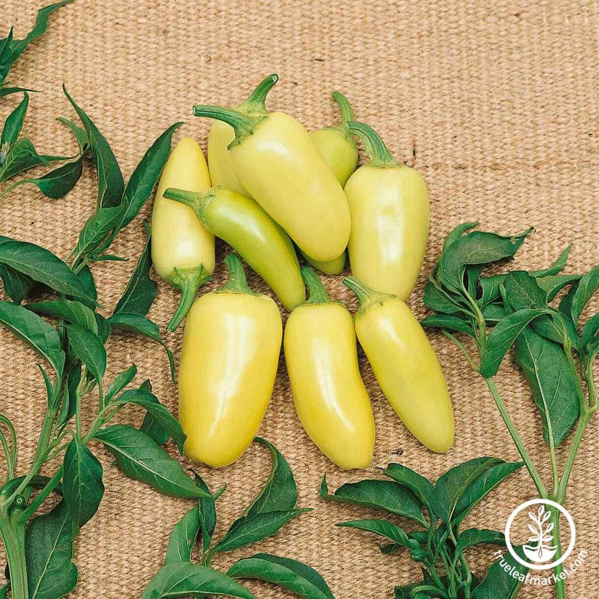 Caloro Pepper
