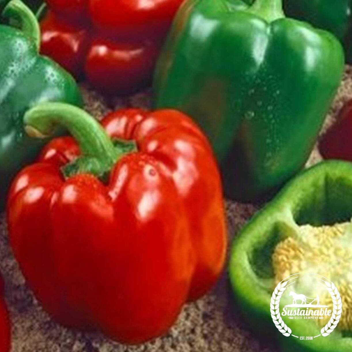Keystone Resistant Giant Pepper