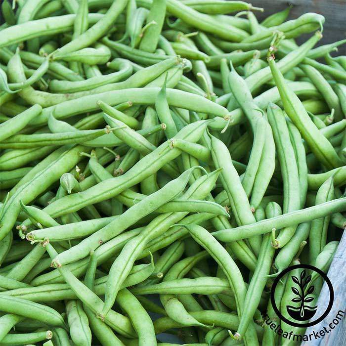 Strike Bean