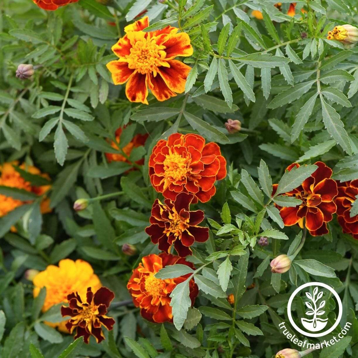 Sparky Mixture French Marigold