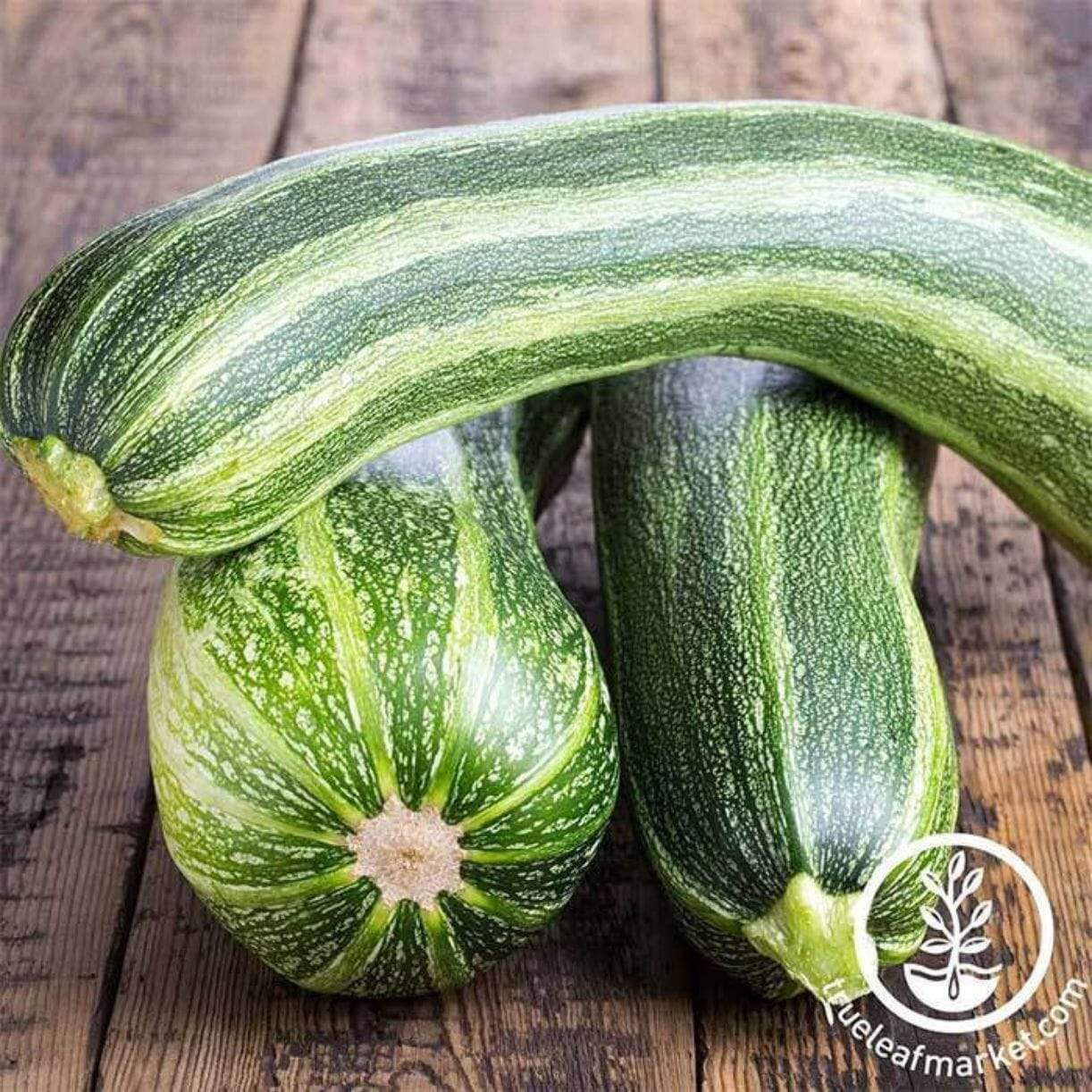 Zucchini Italian Striped Squash