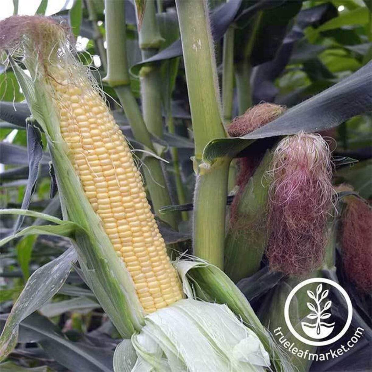 Honey Select Corn