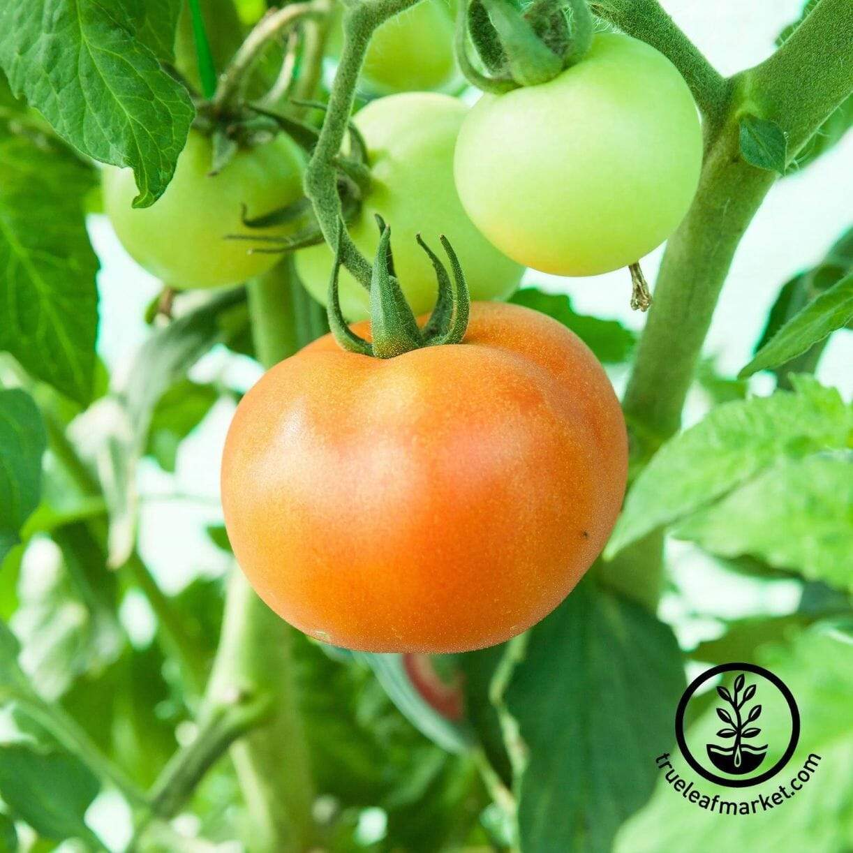 Ponderosa Pink Tomato