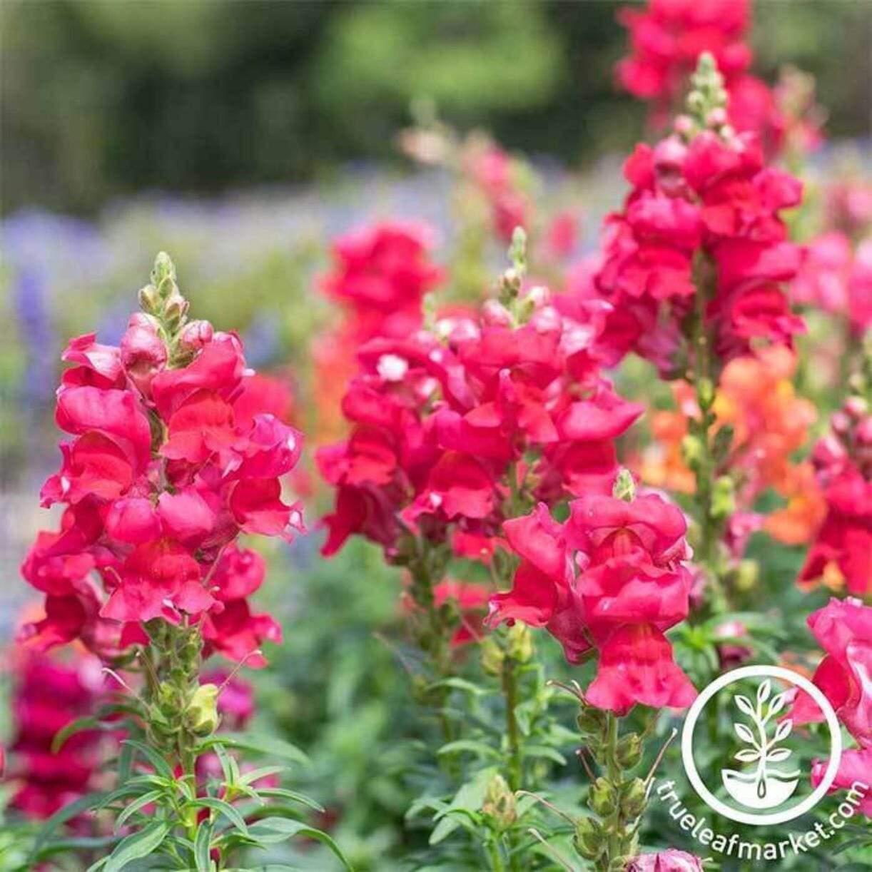 Floral Showers Series Snapdragon
