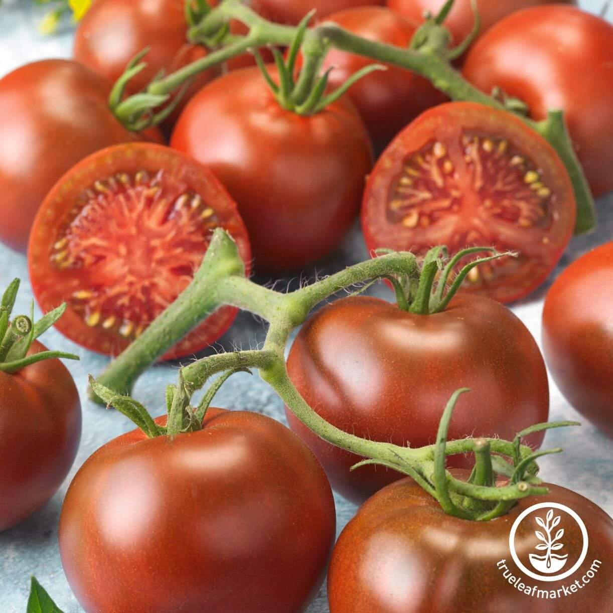Early Choice Black Tomato