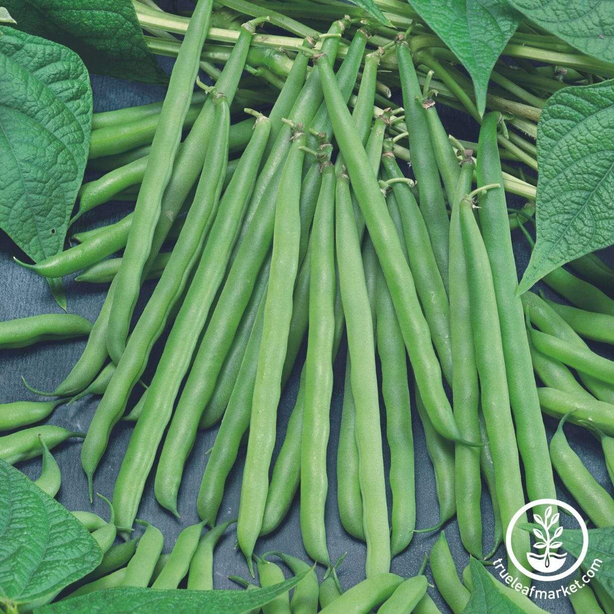 French Garden Bean