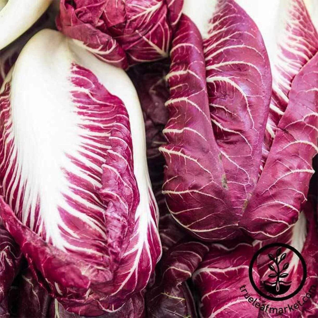 Rouge De Verona Radicchio