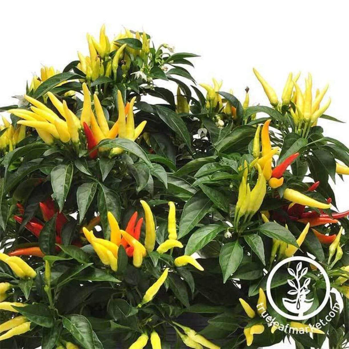 Chilly Chili Pepper