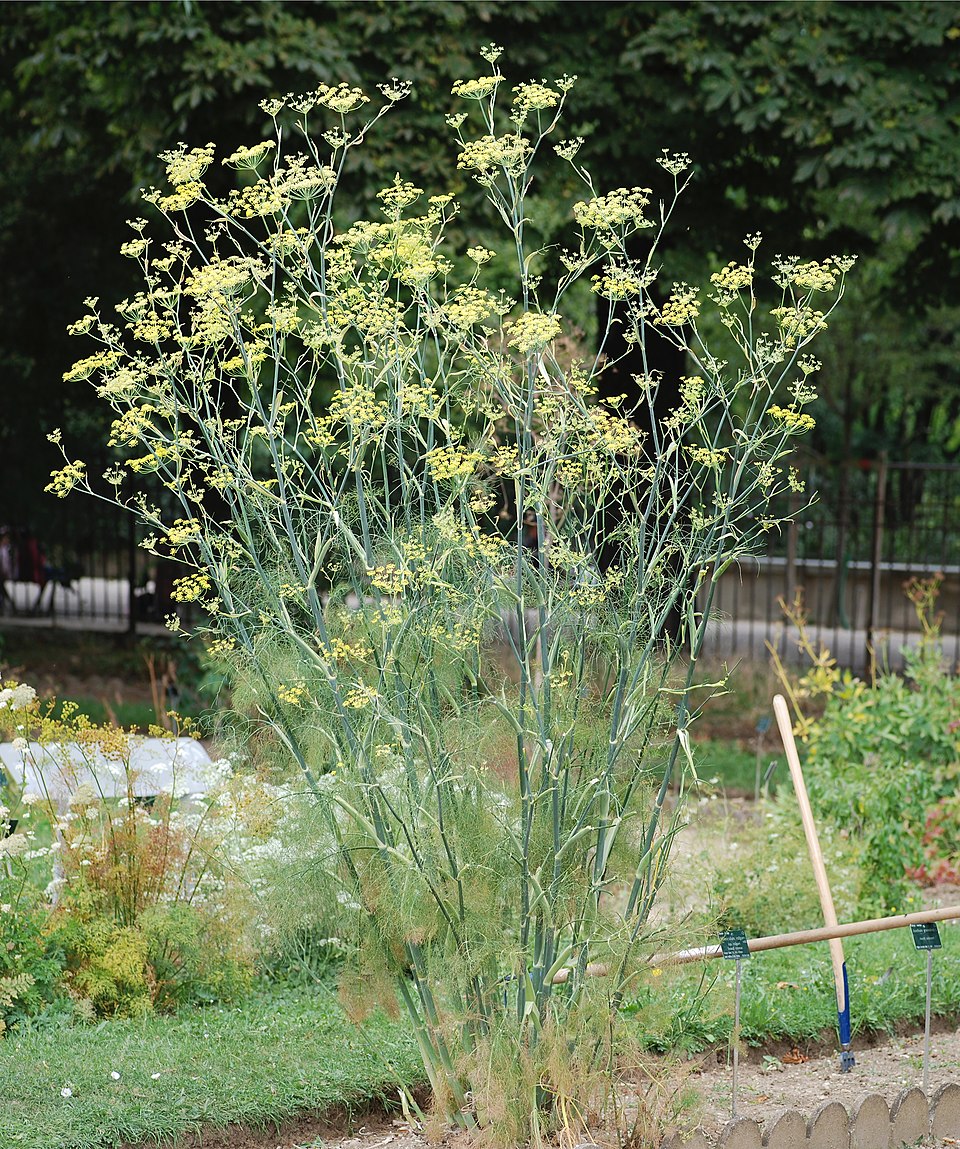 Orazio Fennel