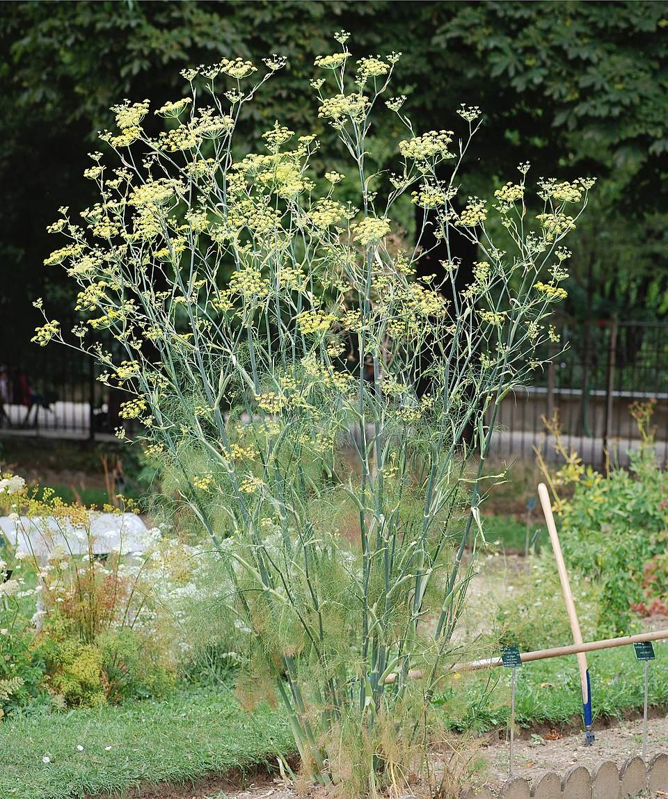 Orazio Fennel