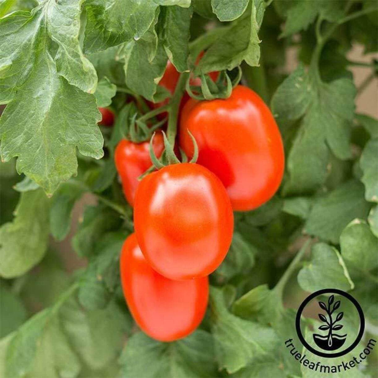 Roma Vf Tomato