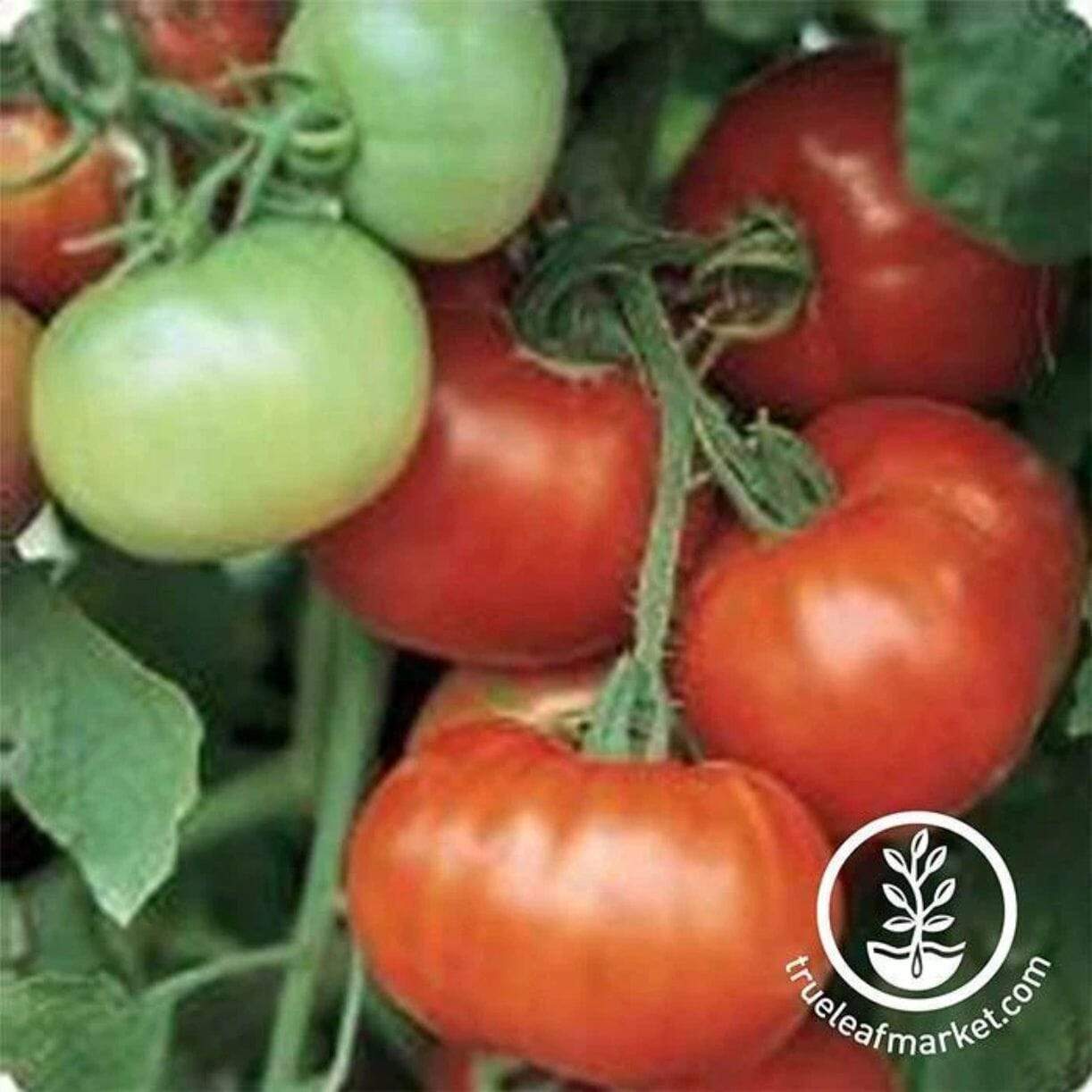 Super Fantastic Tomato
