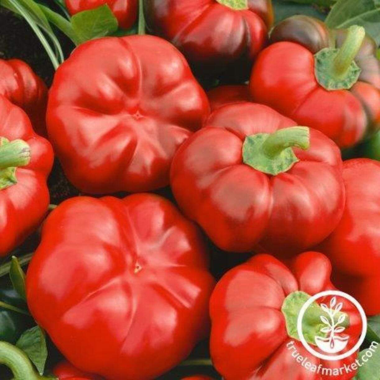 Tennessee Cheese Pepper