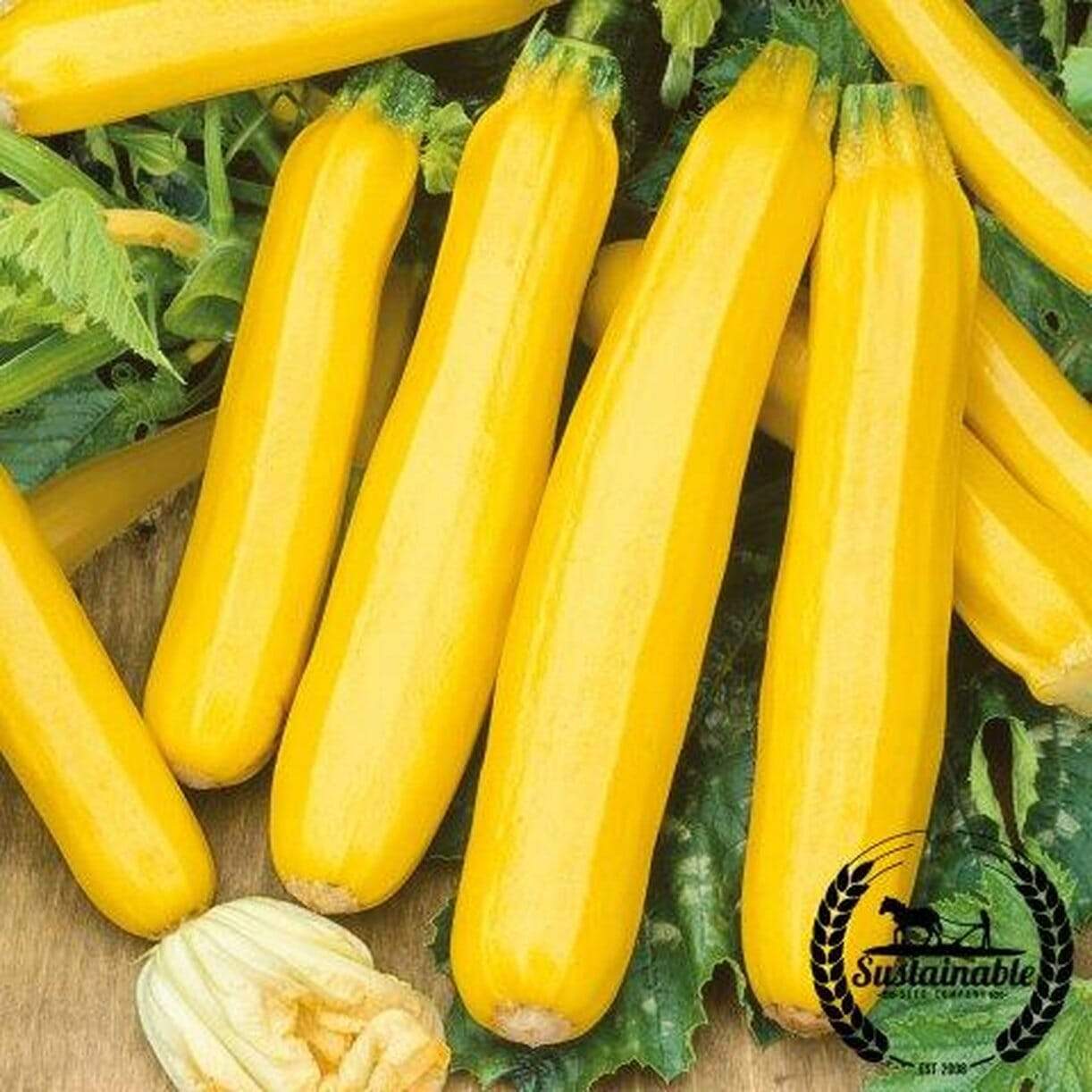 Golden Zucchini Squash