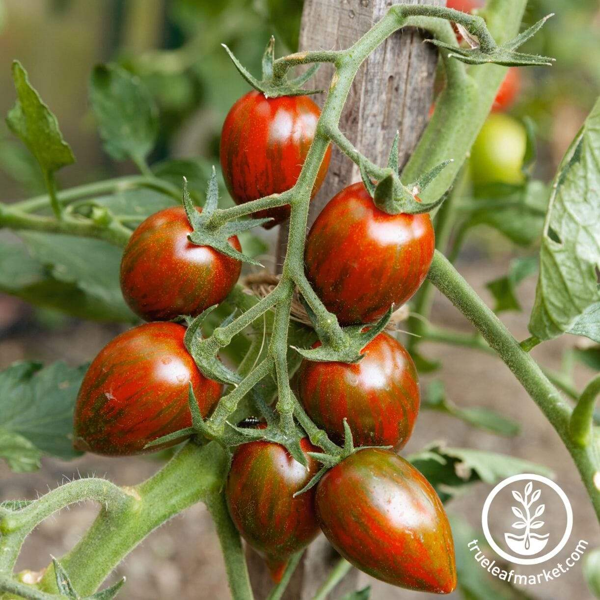 Brad’s Atomic Grape Tomato