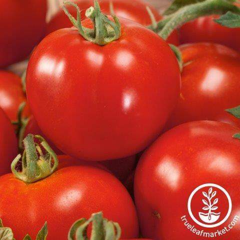 St. Pierre Tomato