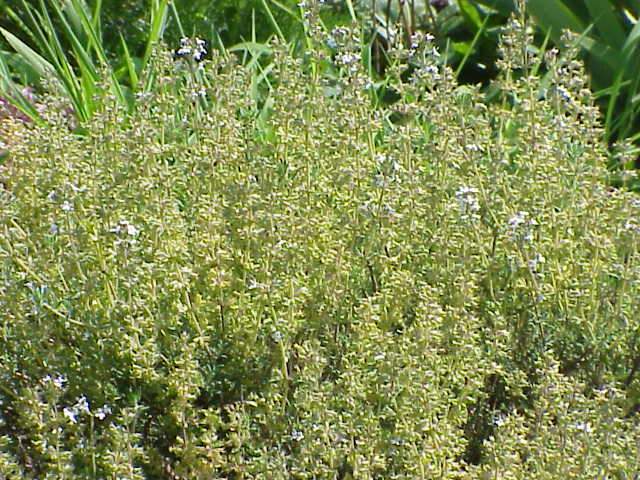 German Thyme