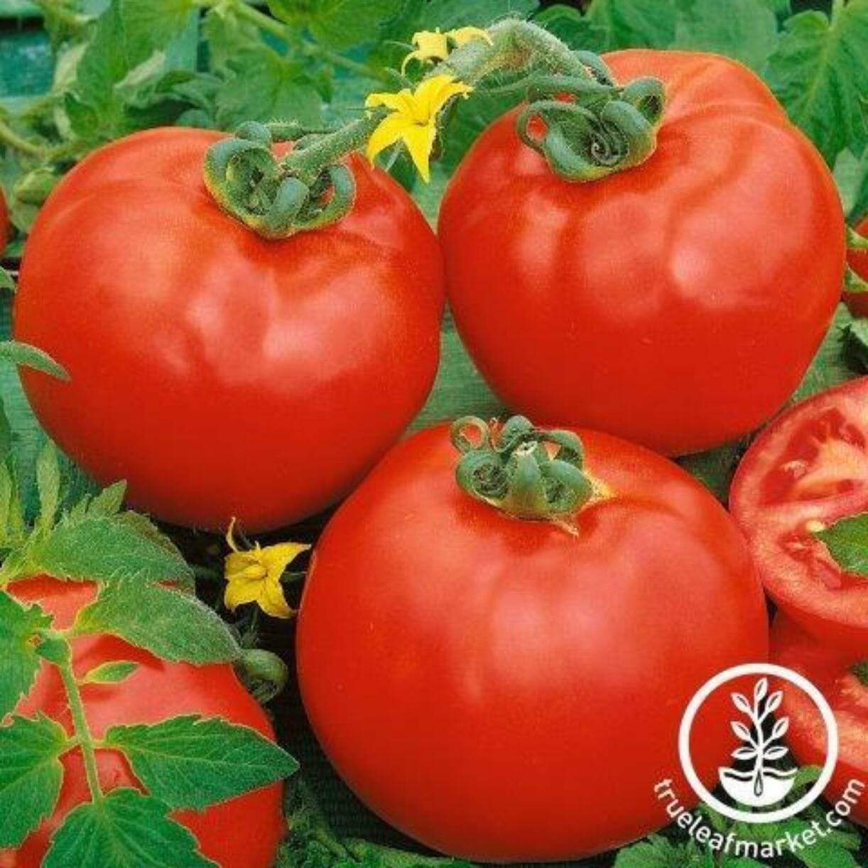 Containers Choice Red Tomato