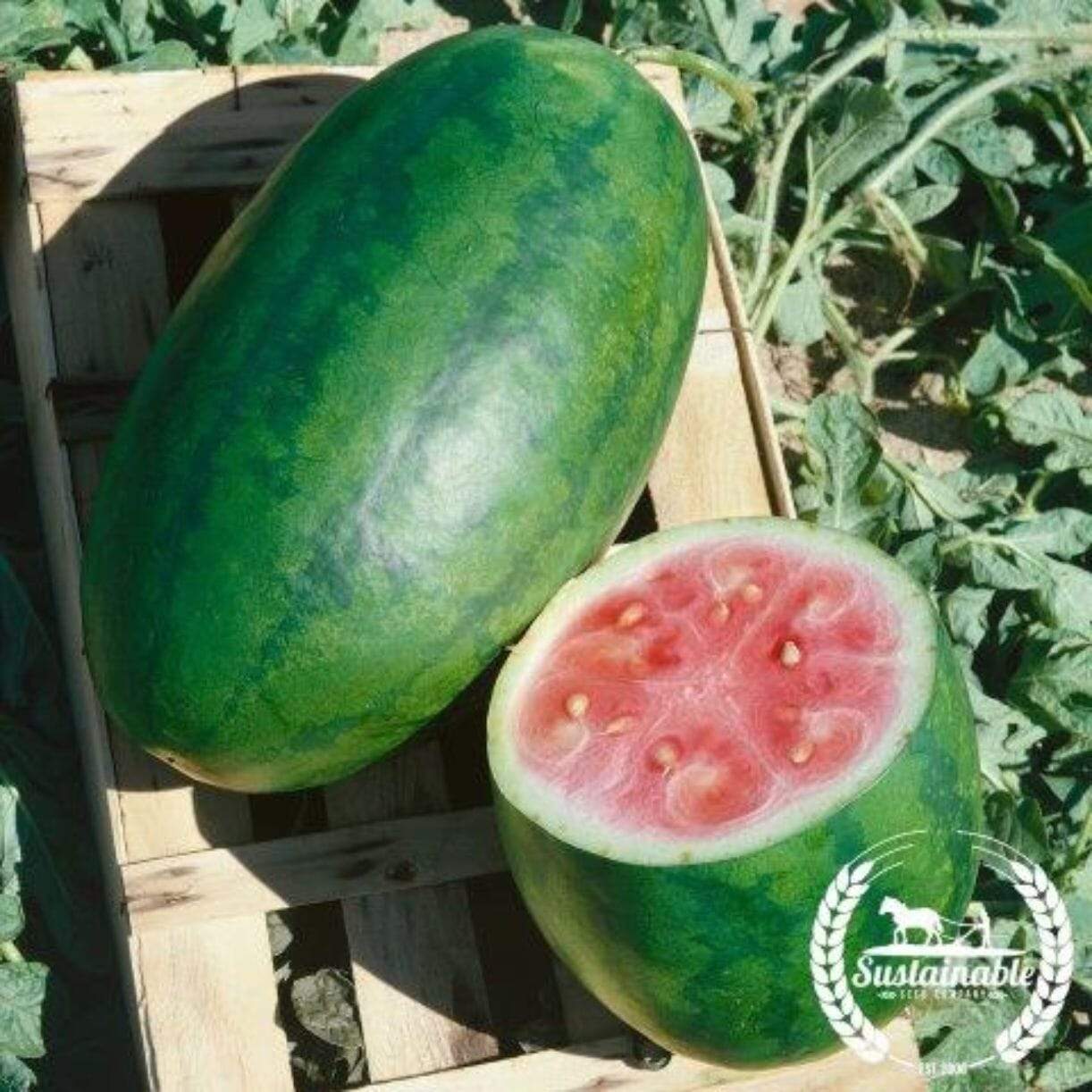 Kleckley's Sweet Watermelon