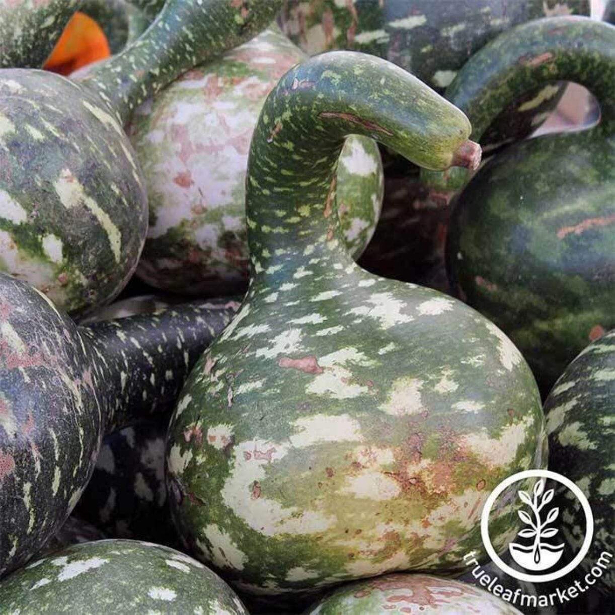 Dipper Long Handle Gourds