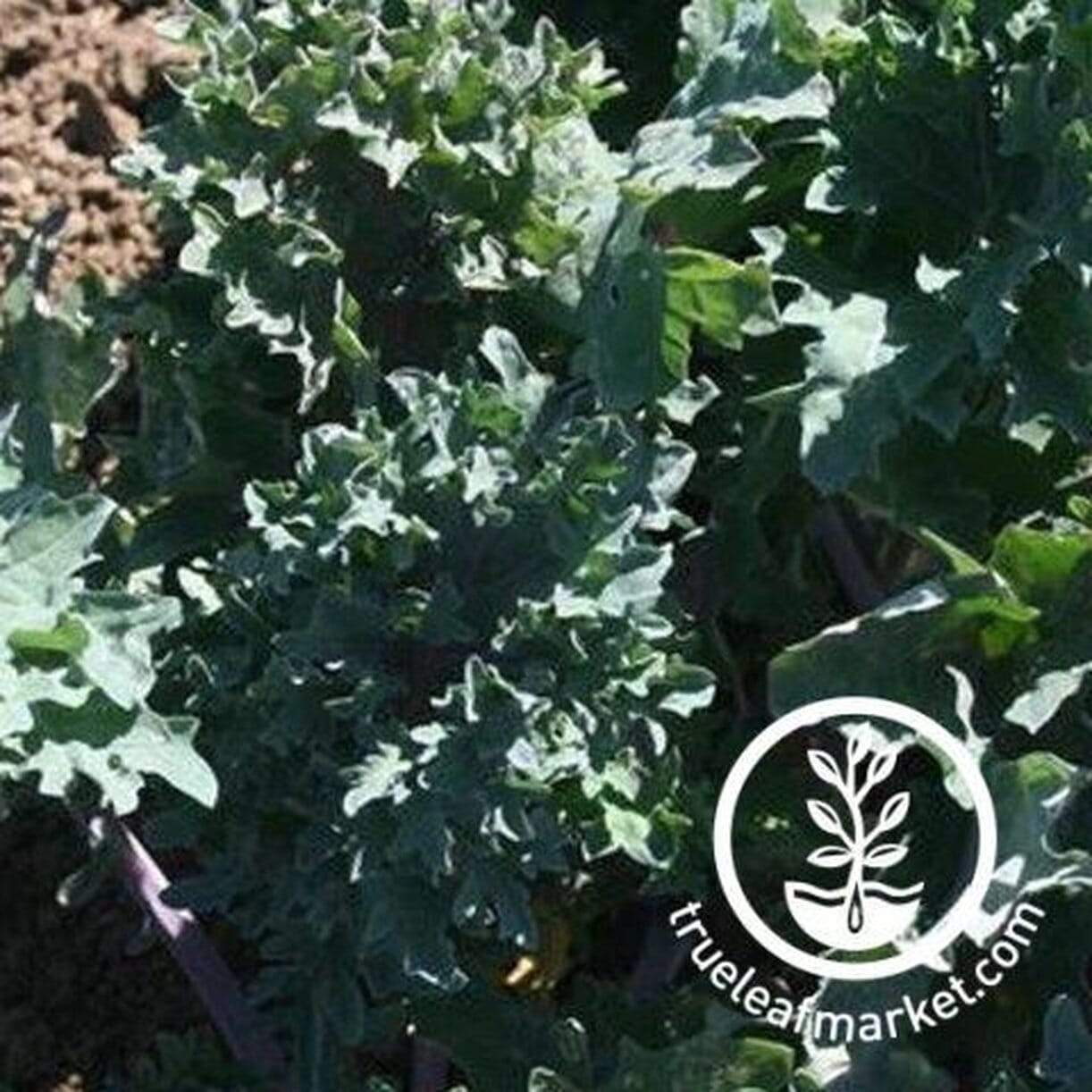 Red Ursa Kale