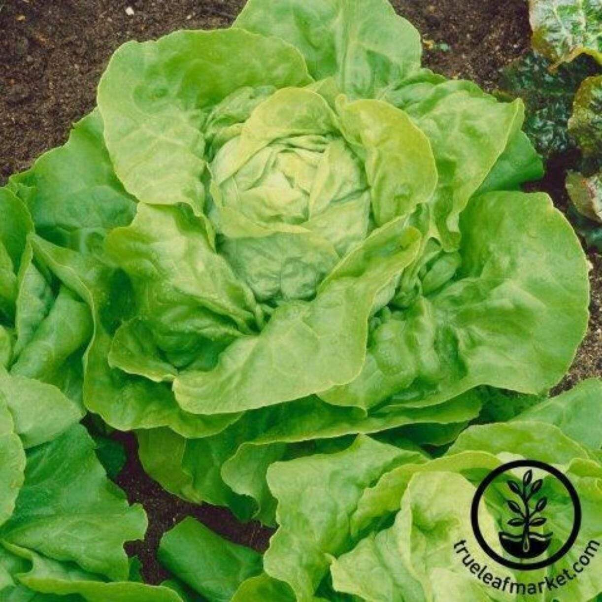 Capitaine Lettuce