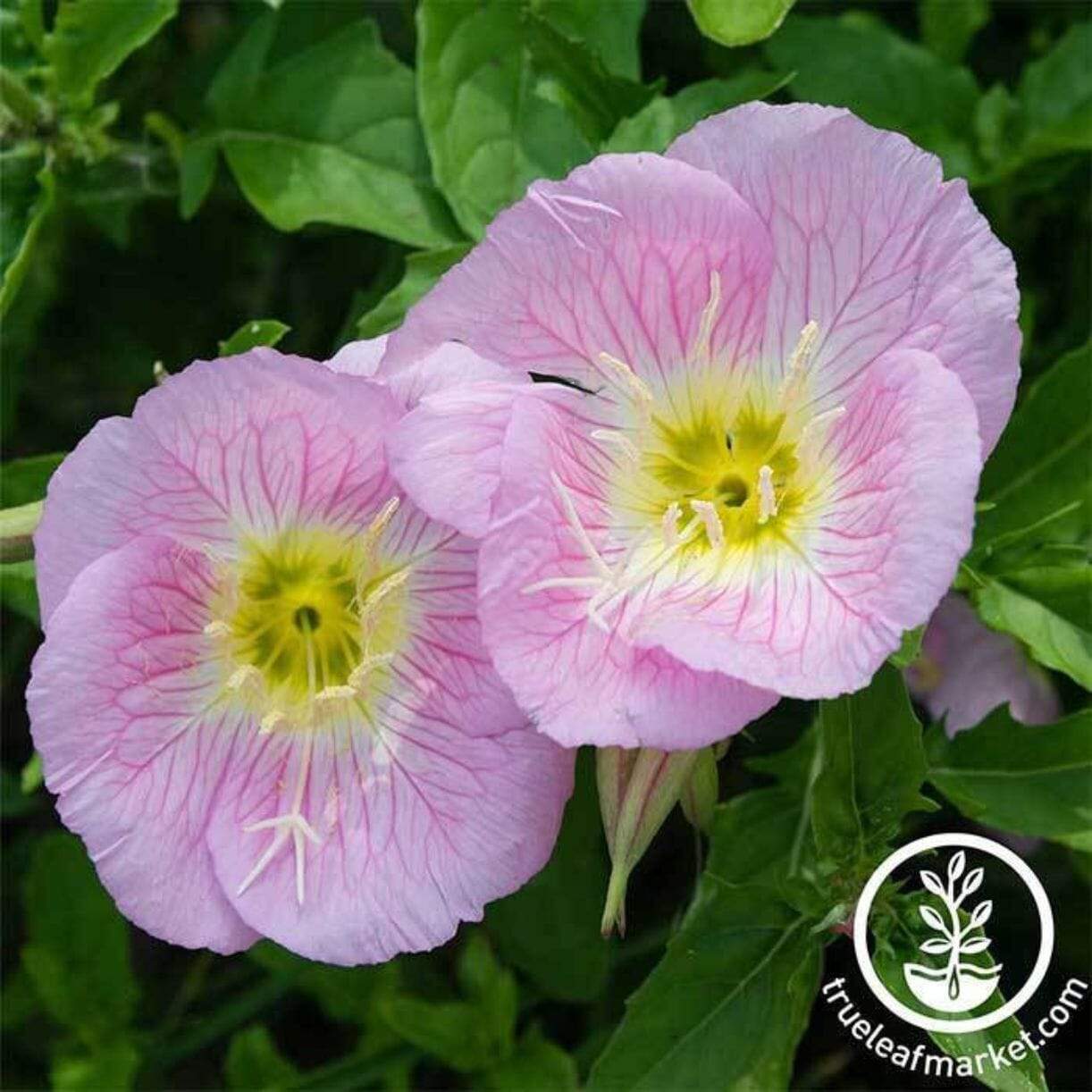 Showy Evening Primrose Oenothera