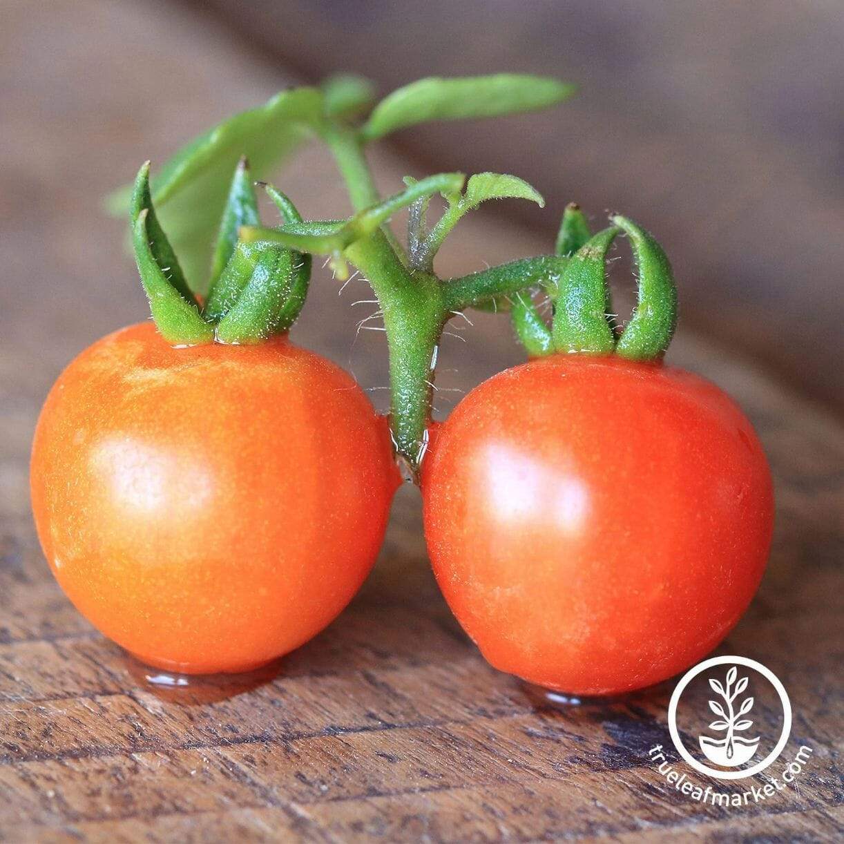 Baxter's Early Bush Tomato