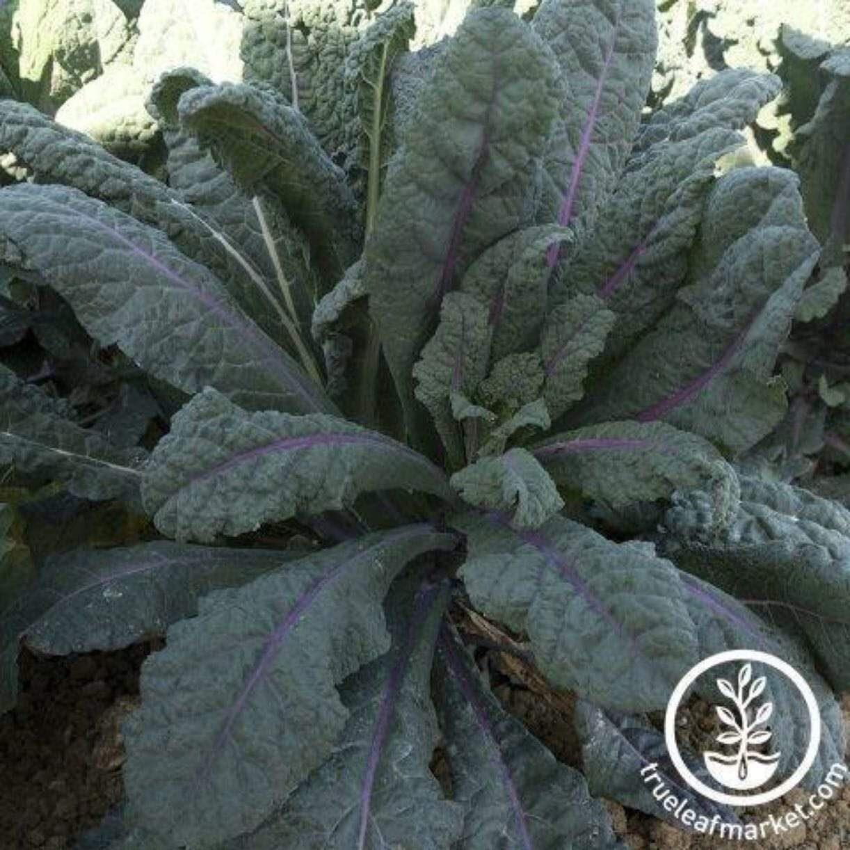 Dazzling Blue Kale
