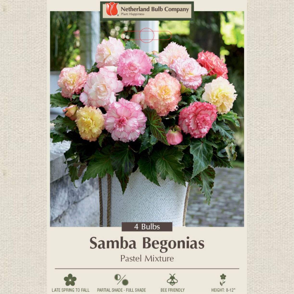 Samba Pastel Mixture Begonia