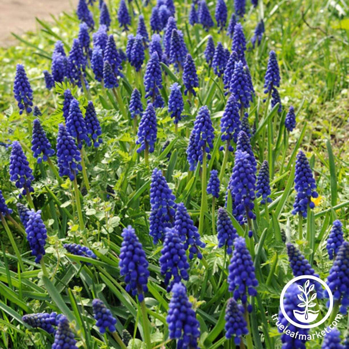 Muscari Armeniacum Grape Hyacinth
