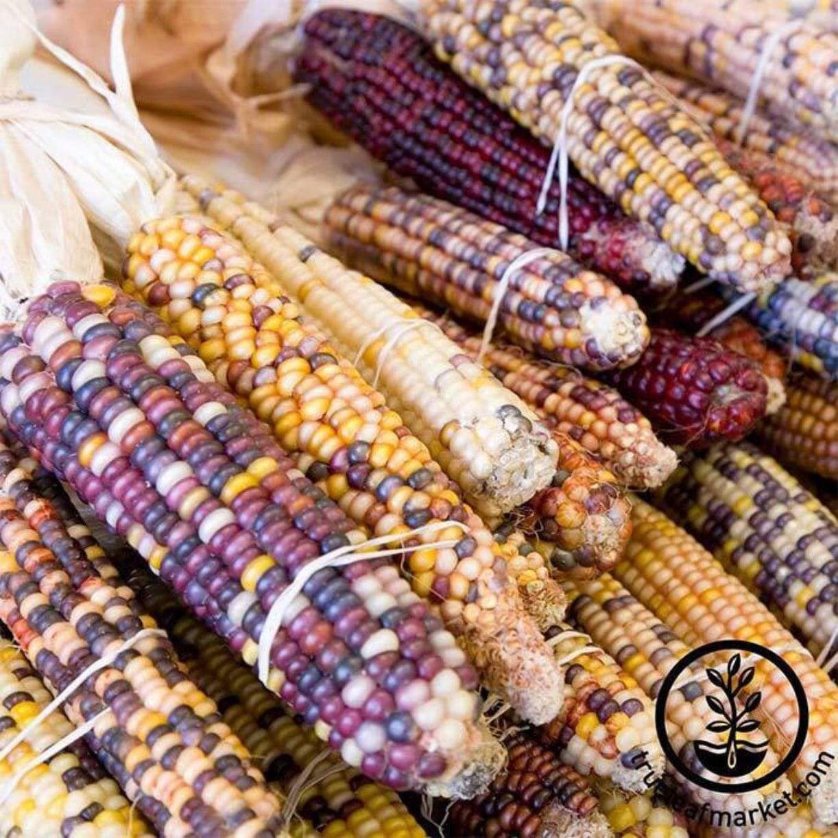 Carousel Corn