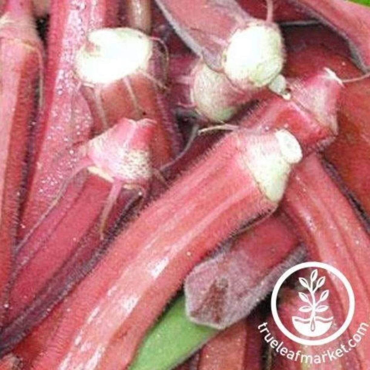 Red Burgundy Okra